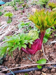 Angelica ursina