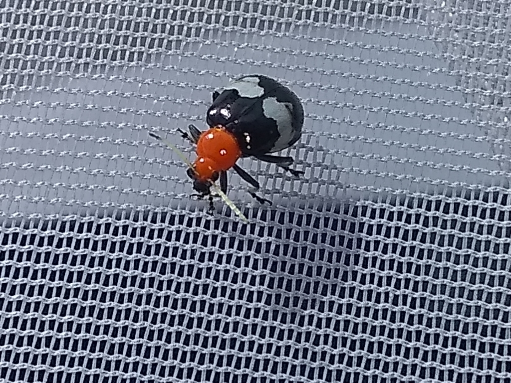 Isotes albicornis