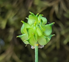 Ranunculus occidentalis occidentalis