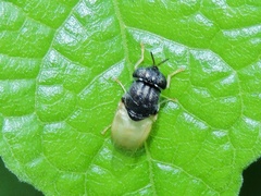 Oplodontha rubrithorax