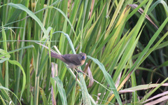 Sporophila crassirostris