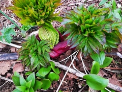 Angelica ursina