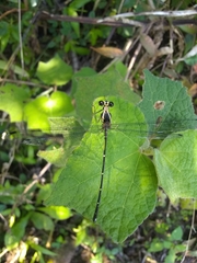 Hypolestes hatuey