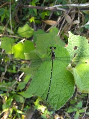 Hypolestes hatuey