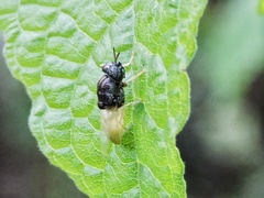 Oplodontha rubrithorax