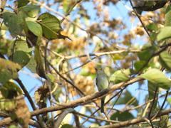 Ramphotrigon flammulatum