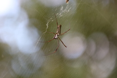 Trichonephila clavipes