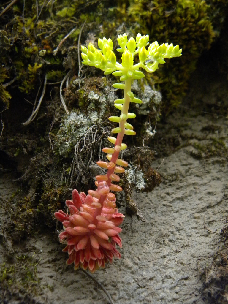 Idaho stonecrop