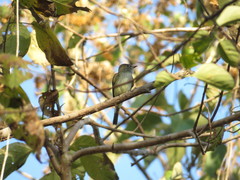 Ramphotrigon flammulatum