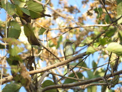 Ramphotrigon flammulatum