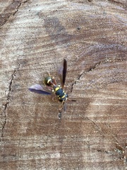 Polybiomyia bellardii