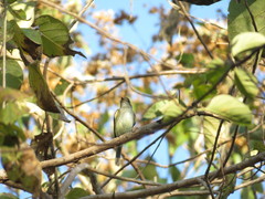 Ramphotrigon flammulatum