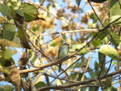 Ramphotrigon flammulatum