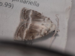 Meganola albula