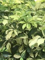 Schefflera