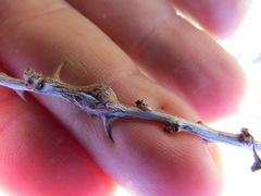 Tanaostigmodes howardii