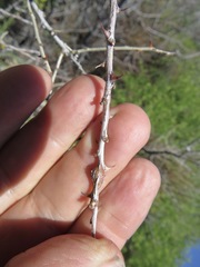 Tanaostigmodes howardii