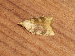 Aleimma loeflingiana