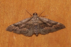 Xanthorhoe quadrifasiata