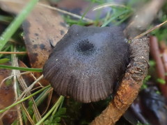 Entoloma discrepans