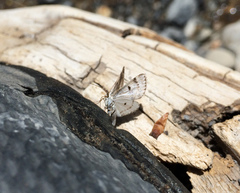 Lomographa semiclarata