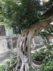 Ficus