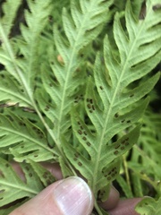 Woodwardia fimbriata image