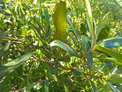 Sideroxylon salicifolium