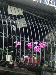 Phalaenopsis