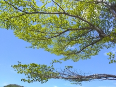 Terminalia tetraphylla