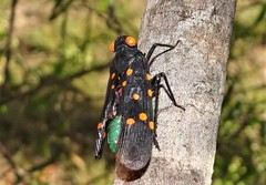 Desudaba maculata