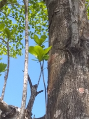 Terminalia tetraphylla