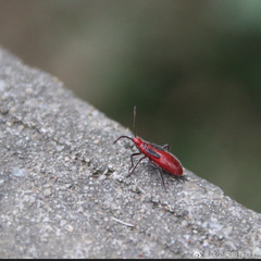 Thunbergia marginata