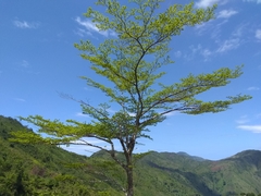 Terminalia tetraphylla