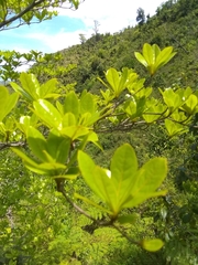 Terminalia tetraphylla