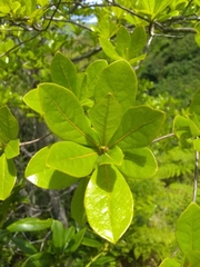 Terminalia tetraphylla