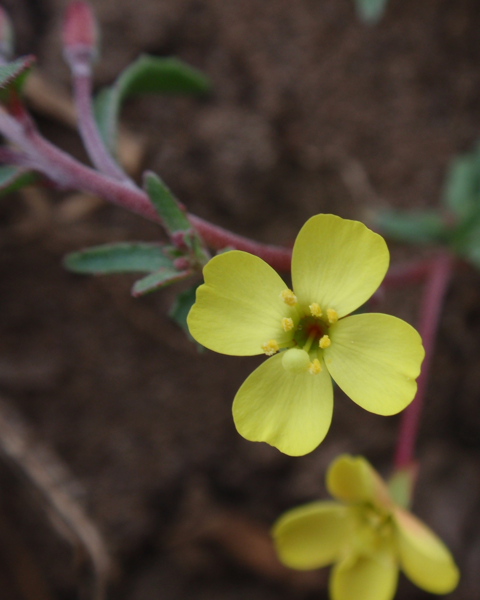 Camissonia strigulosa