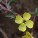 Camissonia strigulosa - Photo (c) Tom Hilton, μερικά δικαιώματα διατηρούνται (CC BY)