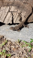 Sceloporus occidentalis