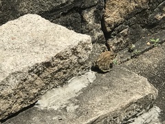 Duttaphrynus melanostictus