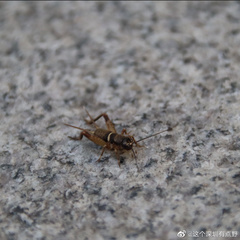 Teleogryllus mitratus