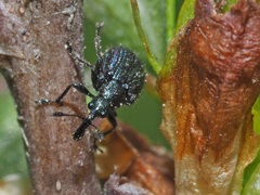 Neocoenorrhinus pauxillus