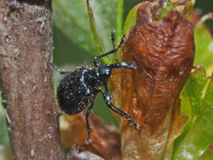 Neocoenorrhinus pauxillus