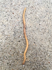 Bipalium adventitium