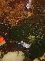 Exallosorus harveyanus