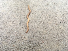 Bipalium adventitium