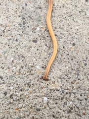 Bipalium adventitium