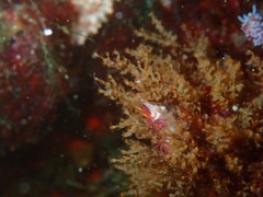 Cratena sp-a