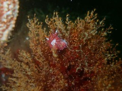 Cratena sp-a