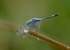 Micrathyria aequalis